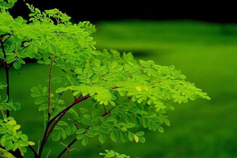 Aspectos gerais da planta de moringa, seus benéficios para a saúde e outras aplicabilidades. Imagem: brasildefato.com.br