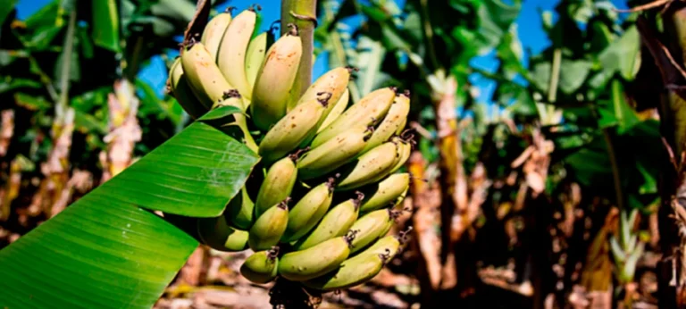 A banana orgânica de Moribane na Zona Tampão de Chimanimani no distrito de Sussundenga em Manica, poderá ser exportada a partir dos próximos dias