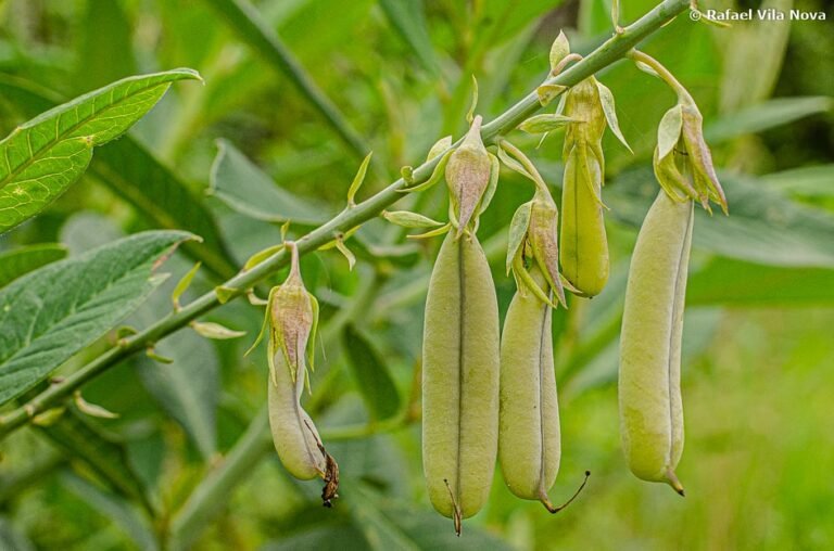 Crotalária: uma alternativa para a nutrição biológica do solo e o controle de nematoides. Imagem: Autor: Rafael Nova; Site: sitiovilanova.com