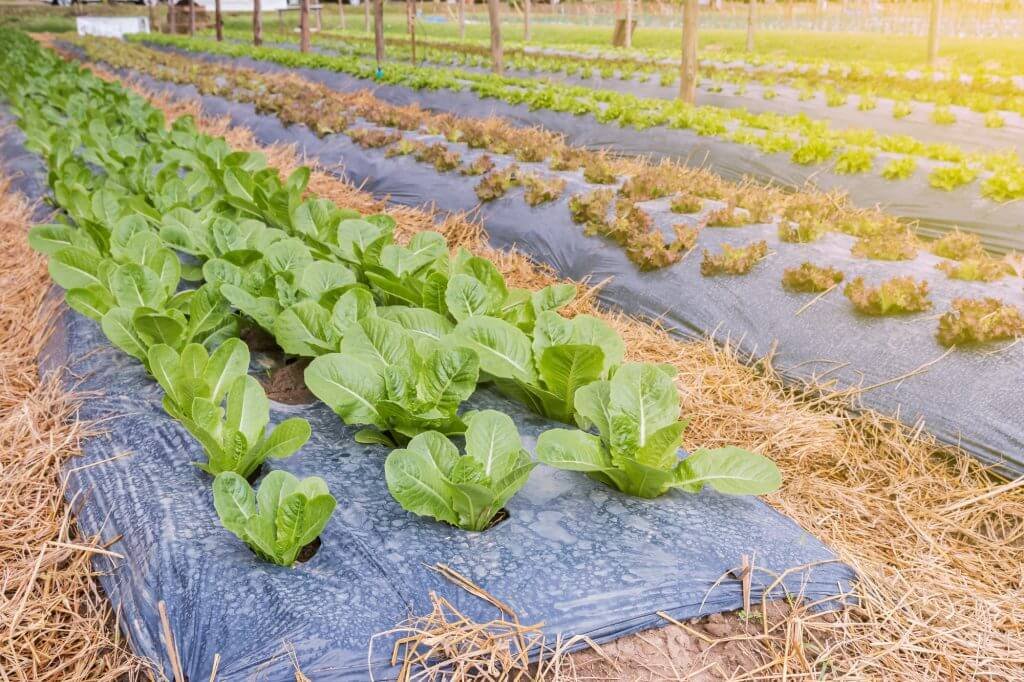 Mulching: saiba o que é e conheça os benefícios desta técnica para o solo