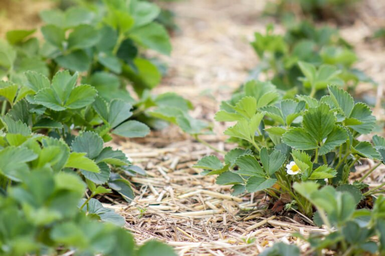 Mulching: saiba o que é e conheça os benefícios desta técnica para o solo