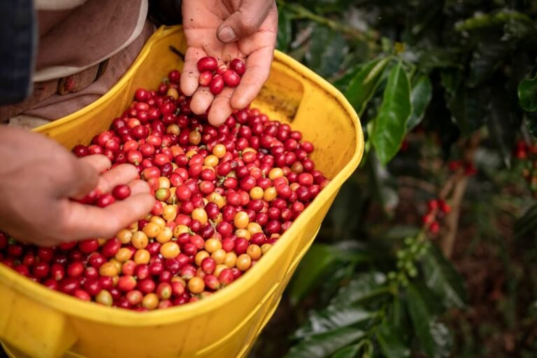 Produção da cultura de Café: Principais aspectos agronômicos a ter em consideração