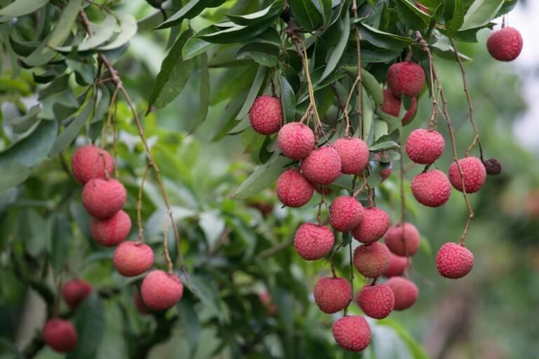 Produção de Lichia Principais aspectos agronómicos a ter em consideração!