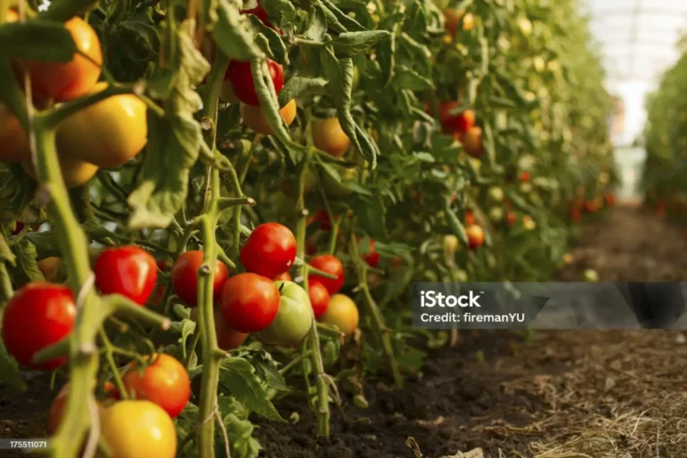 Principais pragas da cultura de Tomate, seus métodos de controle e tratamento